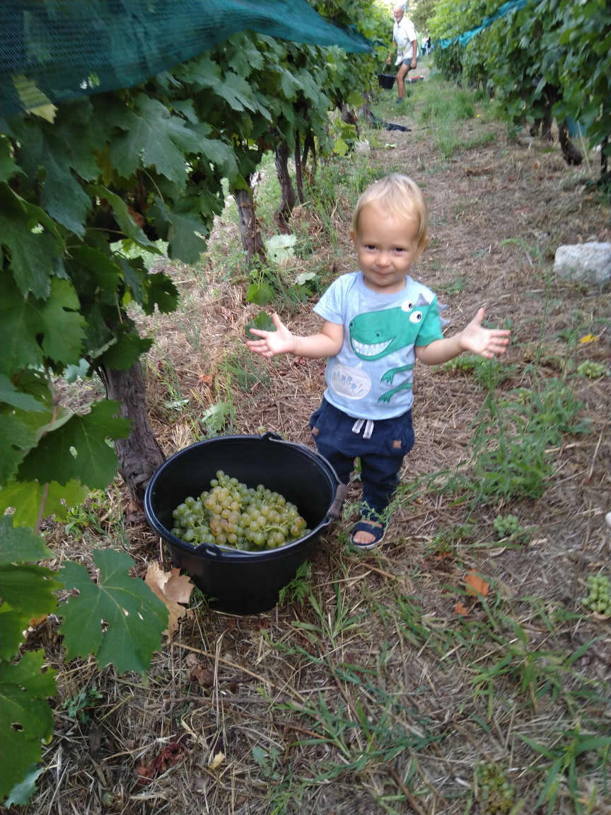 Manny at the harvest